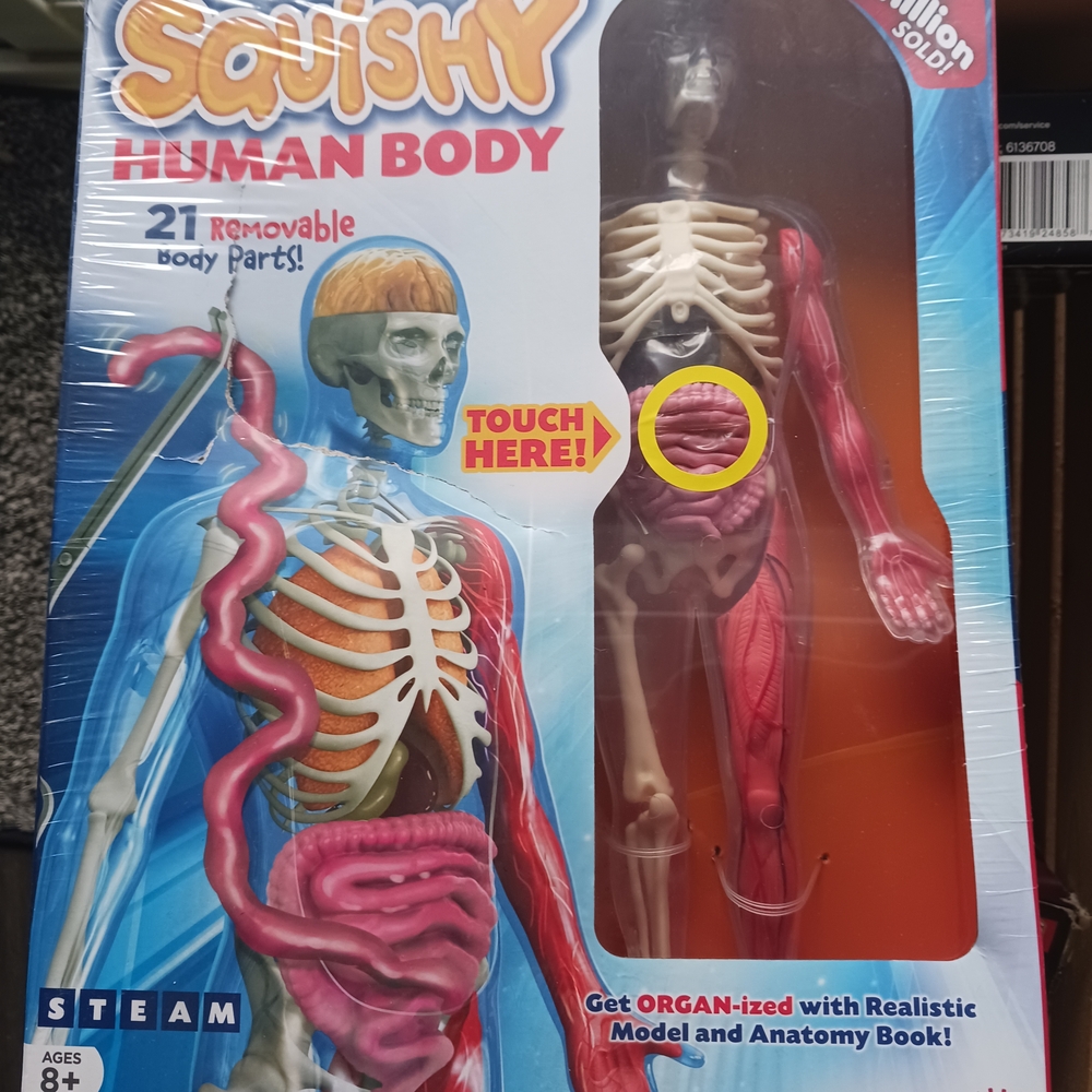 Squishy Human Body Educational Toy